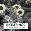 Oderings Garden Centre Gift Card